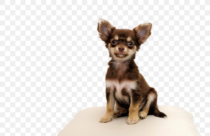 Chihuahua Puppy Yorkshire Terrier Maltese Dog Pet, PNG, 800x533px, Chihuahua, Animal, Breed, Carnivoran, Cat Download Free