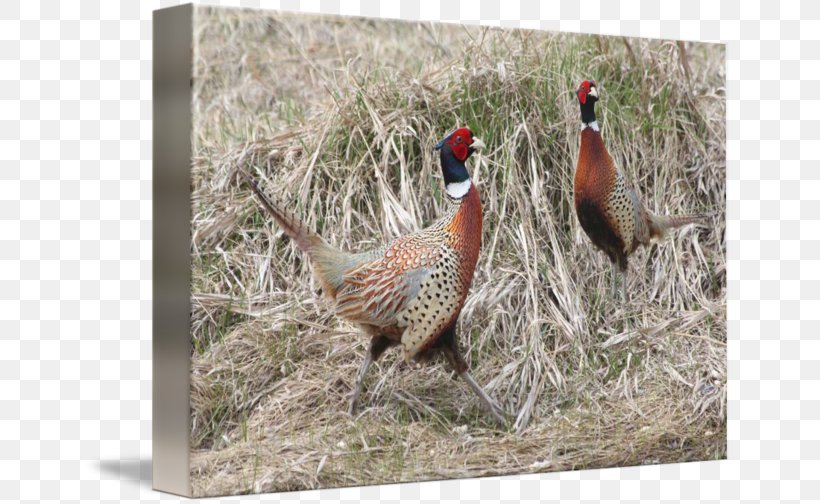 Pheasant Gallery Wrap Fauna Ecosystem Canvas, PNG, 650x504px, Pheasant, Animal, Art, Beak, Bird Download Free