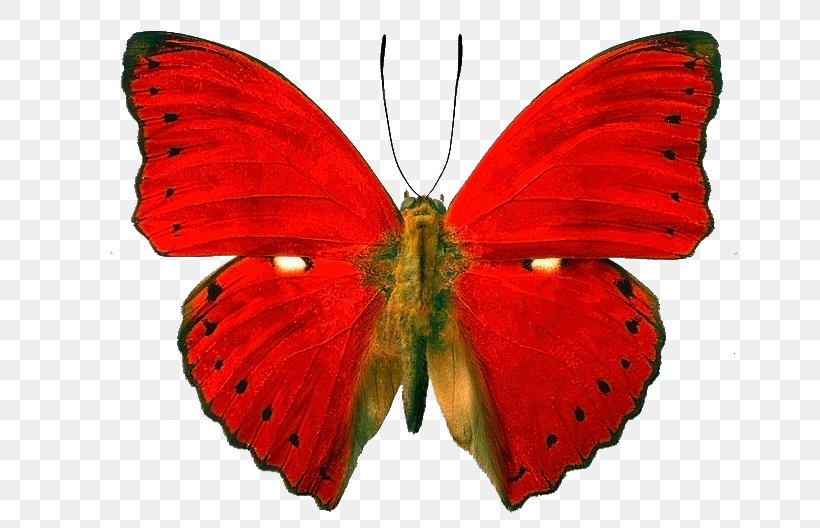 Butterfly Insect Blood-red Glider Owl Butterflies Morpho, PNG, 655x528px, Butterfly, Arthropod, Brush Footed Butterfly, Butterflies And Moths, Caligo Eurilochus Download Free