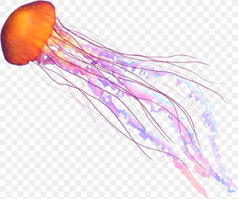 Web Design, PNG, 959x803px, Jellyfish, Blood Vessel, Cnidaria, Invertebrate, Marine Invertebrates Download Free