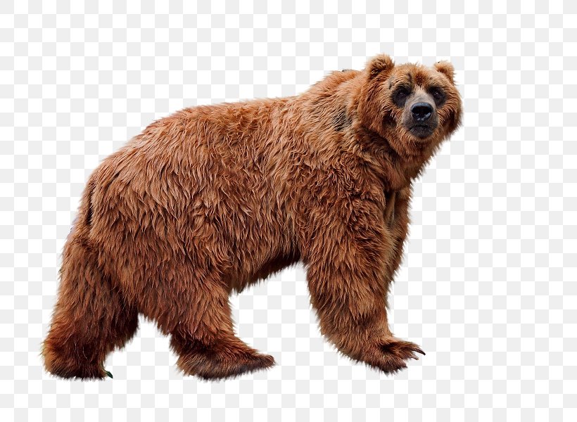 Grizzly Bear Brown Bear Animal, PNG, 800x600px, Grizzly Bear, Animaatio, Animal, Bear, Bermuda Blue Angelfish Download Free
