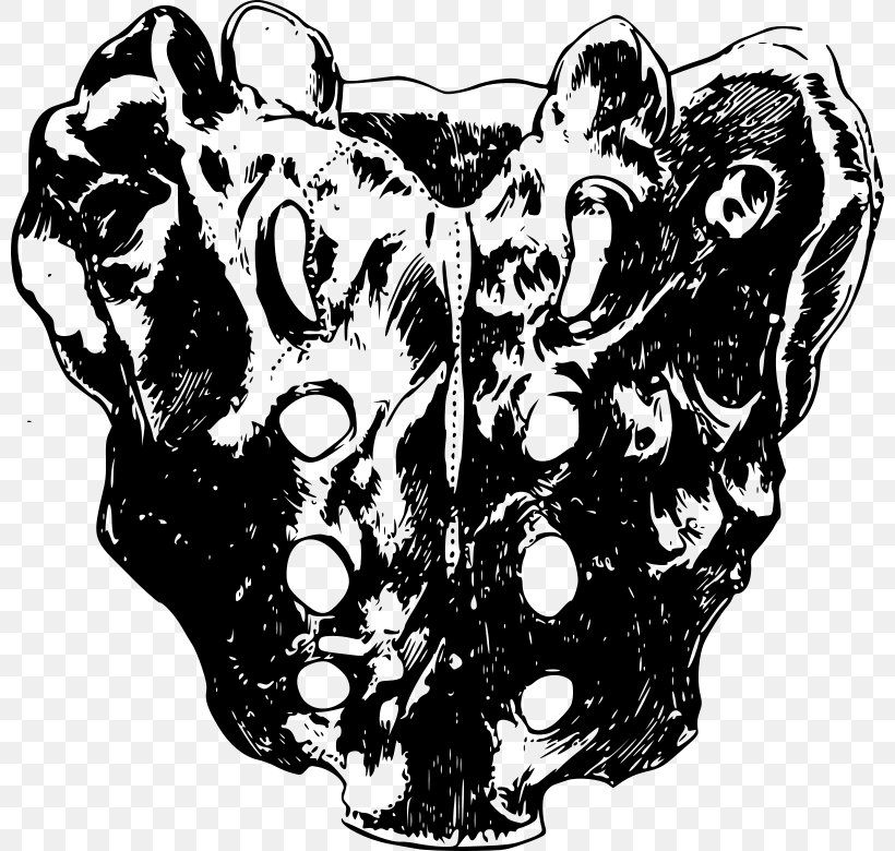 Iliopectineal Line Skull Sacrum Pelvis Bone, PNG, 800x780px, Watercolor, Cartoon, Flower, Frame, Heart Download Free