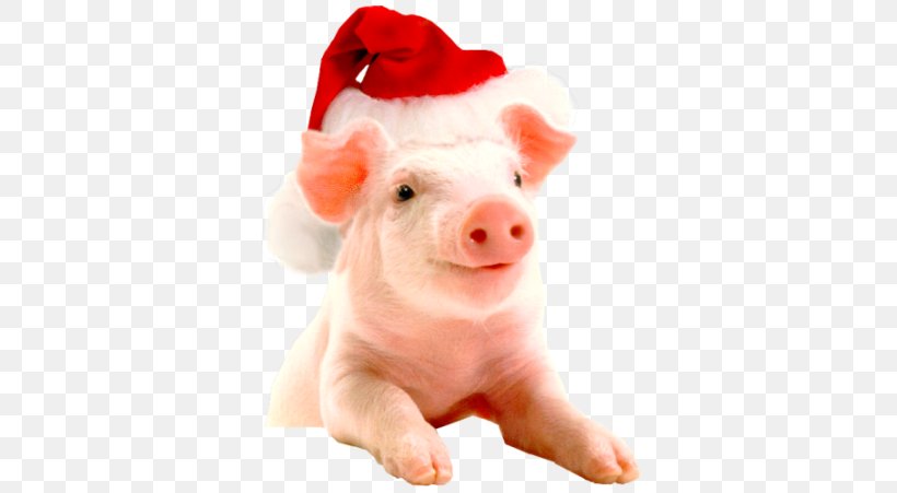 Vietnamese Pot-bellied Christmas Hogs And Pigs Farm New Year, PNG, 356x451px, Vietnamese Potbellied, Animal, Christmas, Christmas Tree, Domestic Pig Download Free