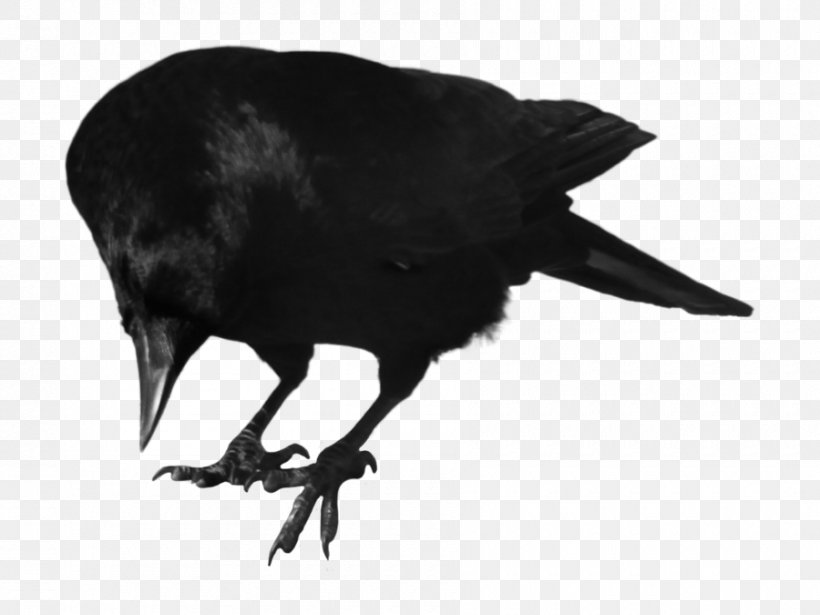 Crows Itachi Uchiha Bird Clip Art, PNG, 900x675px, Crows, American Crow, Art, Beak, Bird Download Free