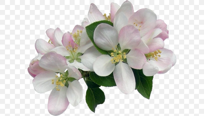 Cut Flowers Floral Design Clip Art Petal, PNG, 600x469px, Flower, Blossom, Blume, Branch, Cut Flowers Download Free