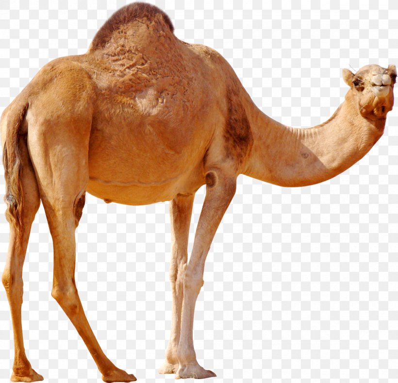 AI generated Bactrian camel natura animal wallpaper background 35139401  Stock Photo at Vecteezy