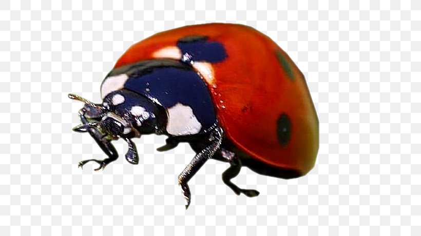 Dung Beetle Weevil Scarab Helmet, PNG, 561x460px, Dung Beetle, Arthropod, Beetle, Helmet, Insect Download Free