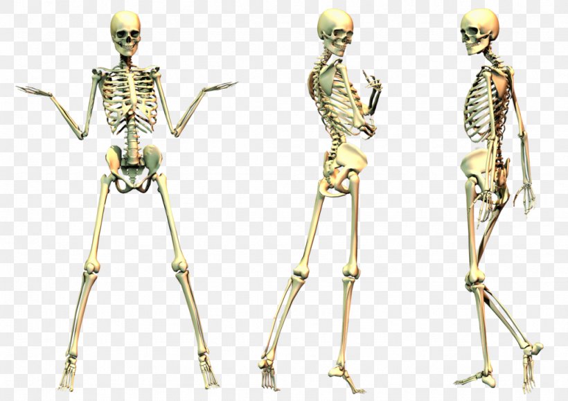 Human Skeleton Bone, PNG, 1024x724px, Human Skeleton, Arm, Bone, Costume Design, Endoskeleton Download Free