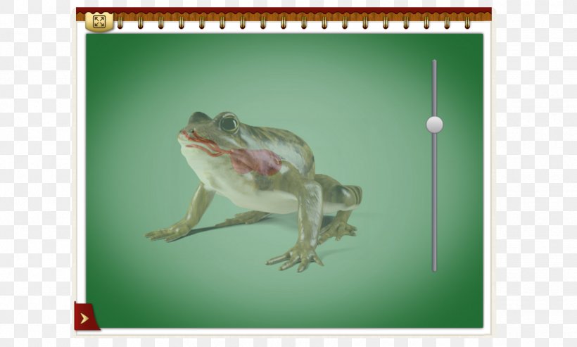 Lizard Amphibian Reptile Frog Gecko, PNG, 1753x1056px, Lizard, Amphibian, Animal, Fauna, Frog Download Free