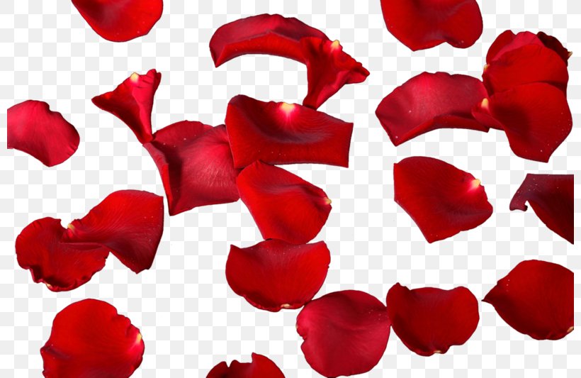 Petal Leaf, PNG, 800x533px, Petal, Cut Flowers, Flower, Flowering Plant, Garden Roses Download Free