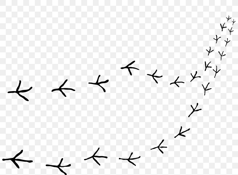 Bird Migration Beak Point Clip Art, PNG, 804x602px, Bird Migration, Animal Migration, Area, Beak, Bird Download Free