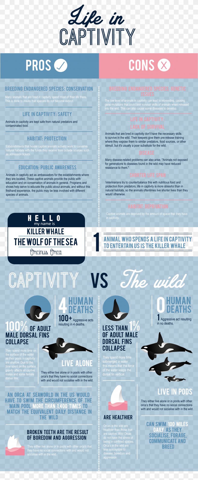 Captive Killer Whales Captivity Zoo Infographic, PNG, 3512x8512px ...