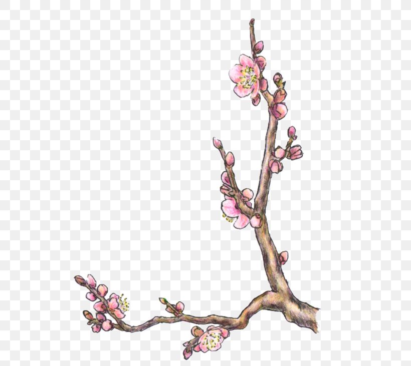 Cherry Blossom ST.AU.150 MIN.V.UNC.NR AD Flowering Plant, PNG, 600x731px, Cherry Blossom, Blossom, Branch, Cherry, Flower Download Free