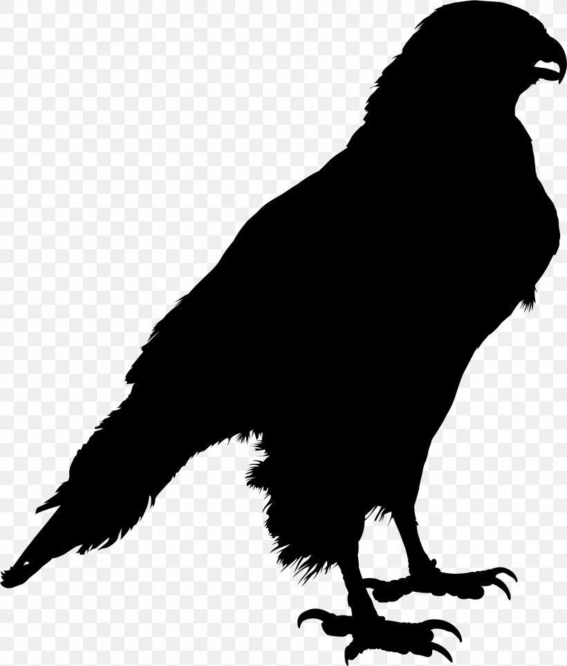 Common Raven Clip Art Silhouette Crow Drawing, PNG, 1884x2211px, Common Raven, Art, Beak, Bird, Crow Download Free