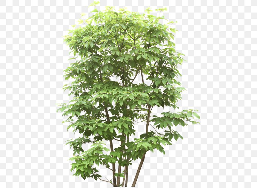 File Format Tree Branch Download, PNG, 480x600px, 3d Computer Graphics, Tree, Branch, Computer, Computer Graphics Download Free