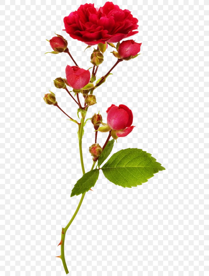 Garden Roses Bud Flower Stock Photography, PNG, 493x1080px, Rose, Aculi, Branch, Bud, Cut Flowers Download Free