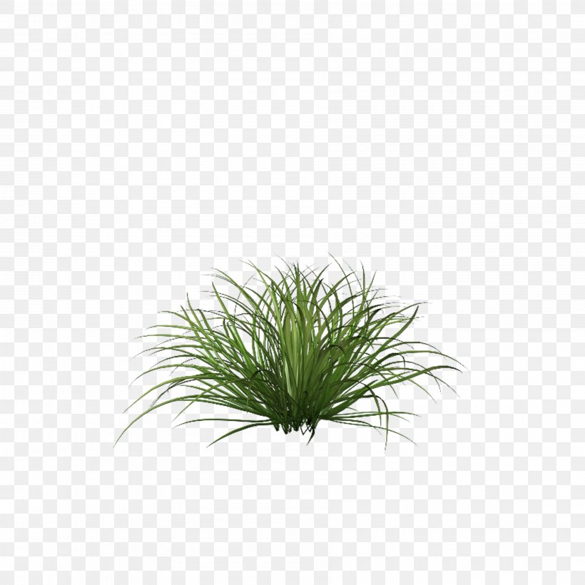 Grasses And Grains Clip Art, PNG, 3600x3600px, Grasses, Common Lilly Pilly, Fountain Grass, Graphics Software, Grass Download Free
