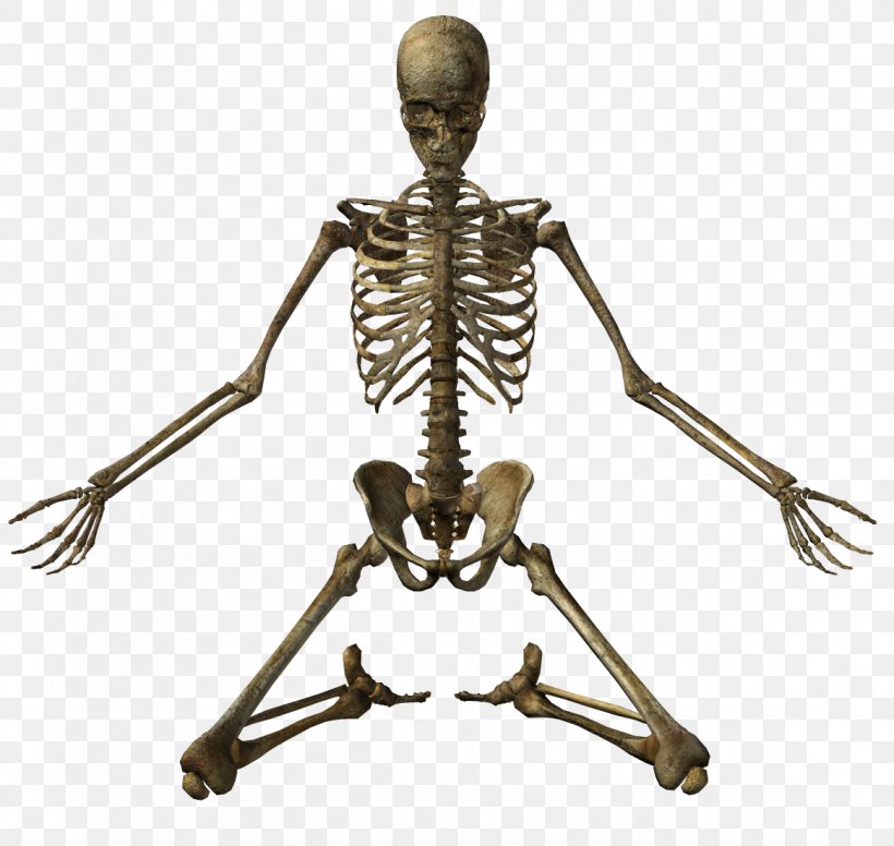 Human Skeleton Bone Clip Art, PNG, 1163x1102px, Skeleton, Bone, Homo Sapiens, Human, Human Body Download Free
