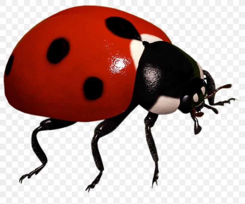 Ladybird Insect Clip Art, PNG, 850x707px, Insect, Arthropod, Beetle, Coccinella Septempunctata, Computer Software Download Free