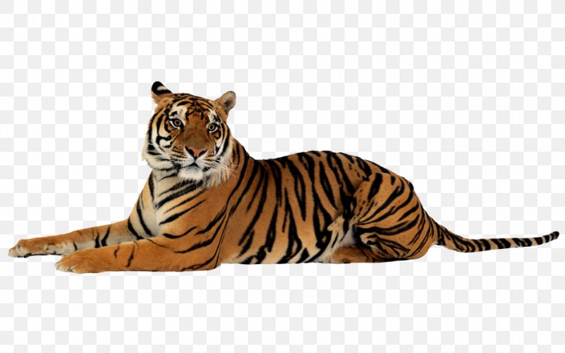 Tiger Felidae Clip Art, PNG, 960x600px, Tiger, Animal Figure, Big Cat, Big Cats, Carnivoran Download Free