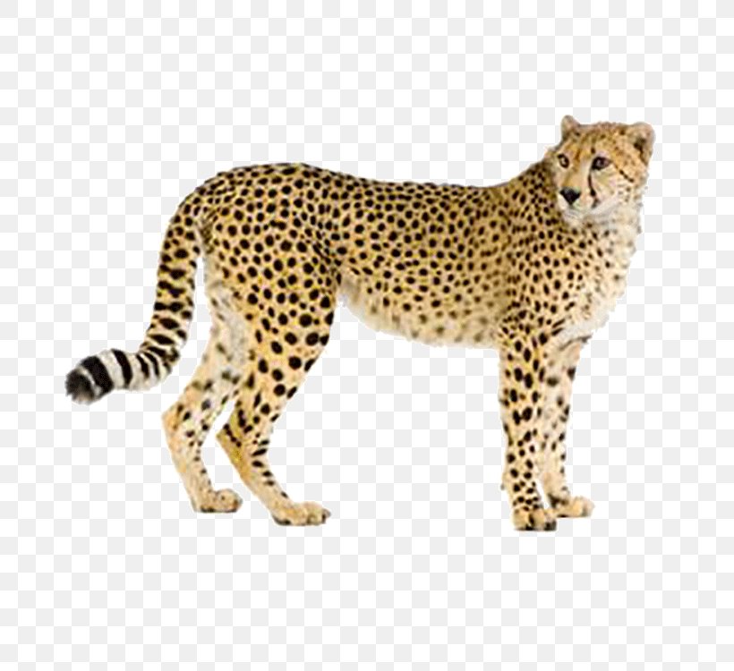Cheetah Leopard Hyena Cat Eurasian Lynx, PNG, 750x750px, Leopard, Big Cats, Carnivoran, Cat Like Mammal, Cheetah Download Free