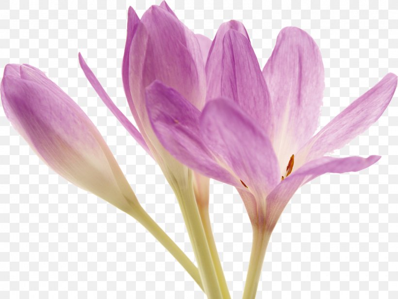 Colchicum Autumnale Flower Colchicine Plant, PNG, 1600x1204px, Colchicum Autumnale, Avatar, Blume, Bud, Colchicine Download Free