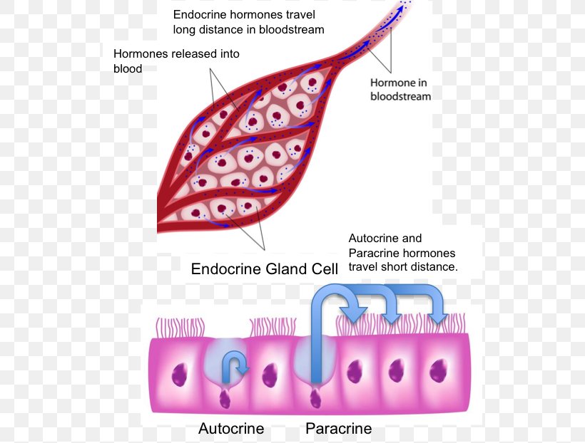 Endocrine Gland Endocrine System Human Body Hormone, PNG, 534x622px, Watercolor, Cartoon, Flower, Frame, Heart Download Free