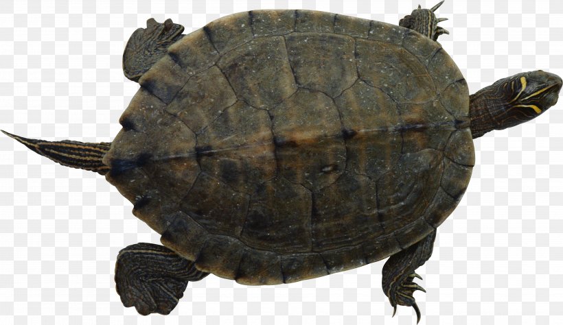 Turtle Reptile Clip Art, PNG, 3739x2162px, Turtle, Animal, Aquatic Animal, Box Turtle, Chelydridae Download Free