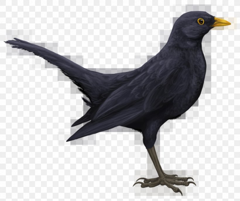 Common Blackbird Drawing Art, PNG, 900x756px, Bird, American Crow, Art, Beak, Blackbird Download Free