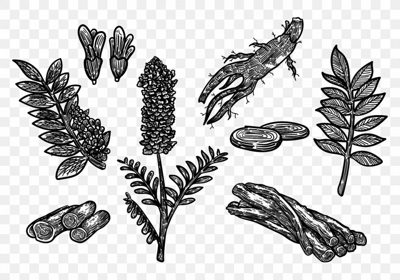 Drawing Liquorice Botanical Illustration, PNG, 1400x980px, Drawing, Black And White, Botanical Illustration, Botany, Flower Download Free