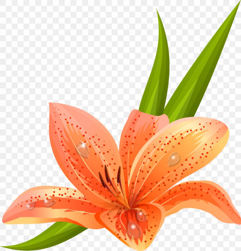 Lilium Bulbiferum Tiger Lily Arum-lily Lilium Candidum Easter Lily, PNG, 851x886px, Lilium Bulbiferum, Arumlily, Calla Lily, Drawing, Easter Lily Download Free