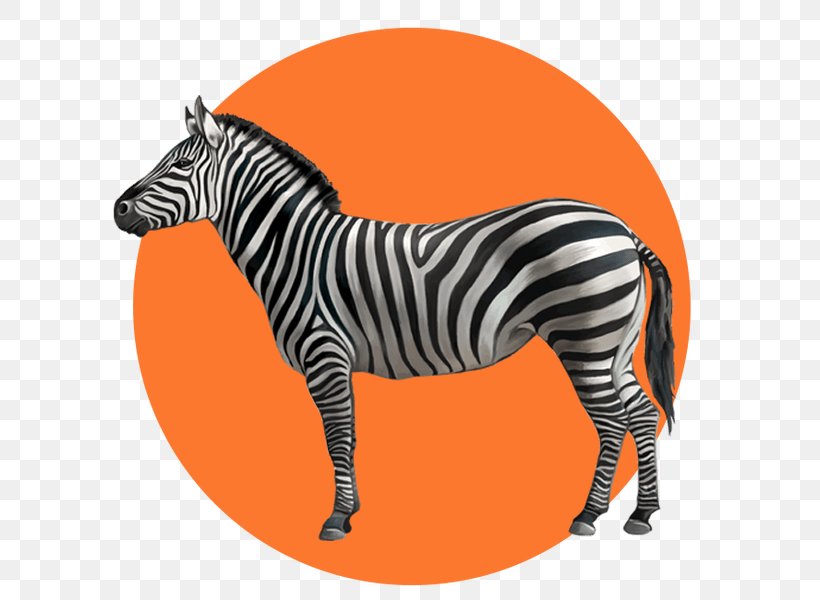 Zebra Cartoon, PNG, 600x600px, Zebra, Animal Figure, Drawing, Mammal, Mane Download Free