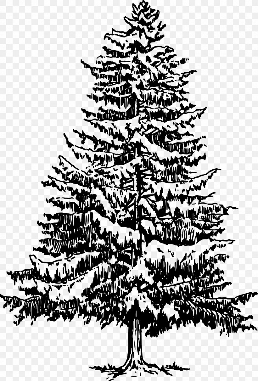 How to Draw a Pine Tree  Step by Step Easy Drawing Guides  Drawing Howtos