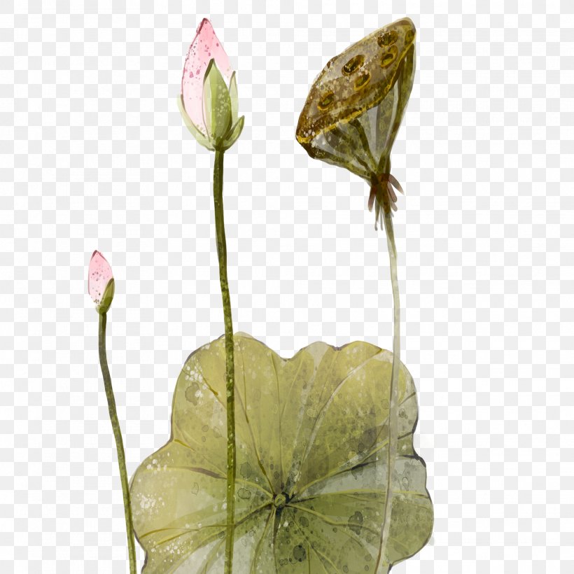Gongbi Nelumbo Nucifera, PNG, 1969x1969px, Gongbi, Flower, Flowering Plant, Ink Wash Painting, Leaf Download Free