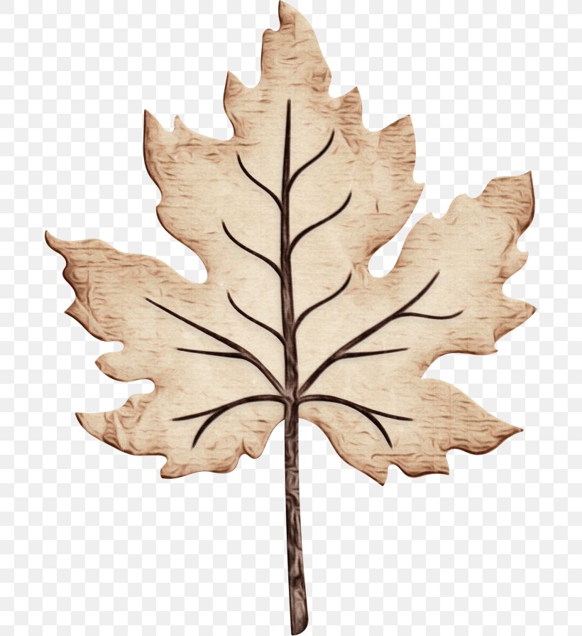 Maple Leaf, PNG, 695x895px, Watercolor, Black Maple, Deciduous, Flower, Leaf Download Free