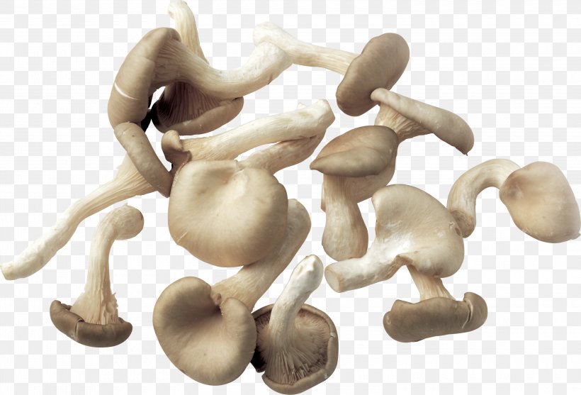 Mushroom Fungus, PNG, 3000x2038px, Mushroom, Clipping Path, Common Mushroom, Edible Mushroom, Fungus Download Free