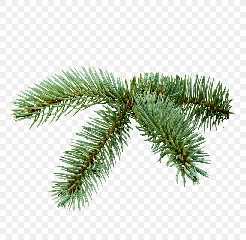 Shortleaf Black Spruce Columbian Spruce Balsam Fir Yellow Fir White Pine, PNG, 800x800px, Shortleaf Black Spruce, Balsam Fir, Columbian Spruce, Jack Pine, Lodgepole Pine Download Free