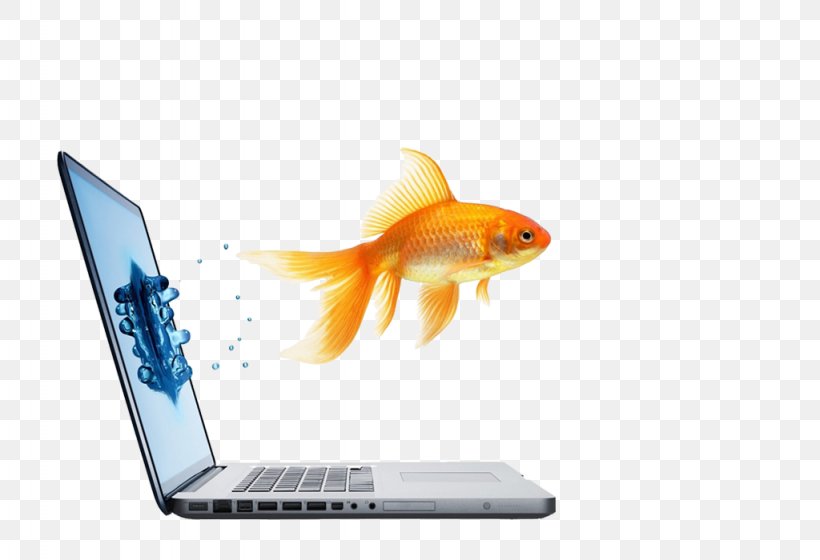 Viešbutis „Verslo Klasė“ Goldfish Advertising Responsive Web Design Business, PNG, 1024x700px, Goldfish, Advertising, Blog, Bony Fish, Business Download Free