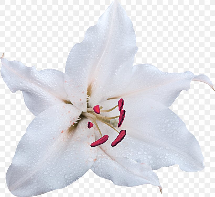 Cut Flowers Madonna Lily White Petal, PNG, 1490x1371px, Cut Flowers, Caliph, Flower, Flowering Plant, Lilium Download Free