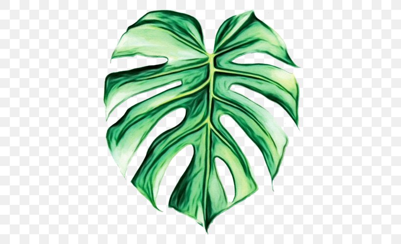 Flower Art Watercolor, PNG, 500x500px, Swiss Cheese Plant, Anthurium, Drawing, Flower, Green Download Free