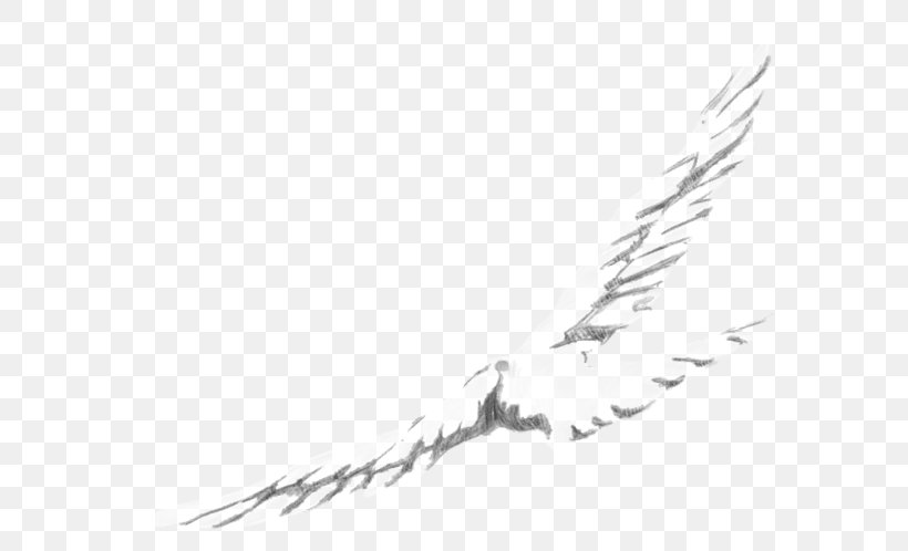 Line Art Feather Angle Font, PNG, 639x498px, Line Art, Beak, Bird, Black And White, Branch Download Free