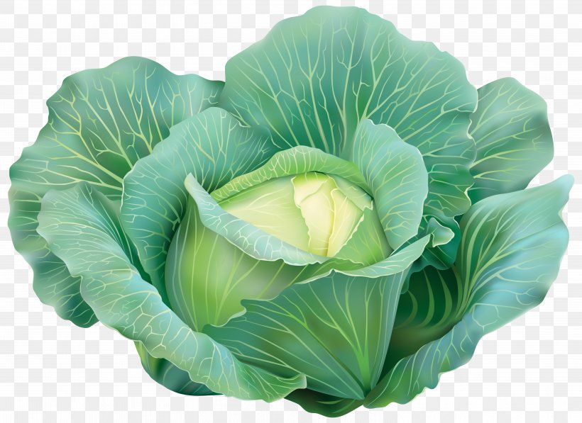 Cabbage Vegetable Clip Art, PNG, 5976x4352px, Cabbage, Brassica, Brassica Oleracea, Chinese Cabbage, Cut Flowers Download Free