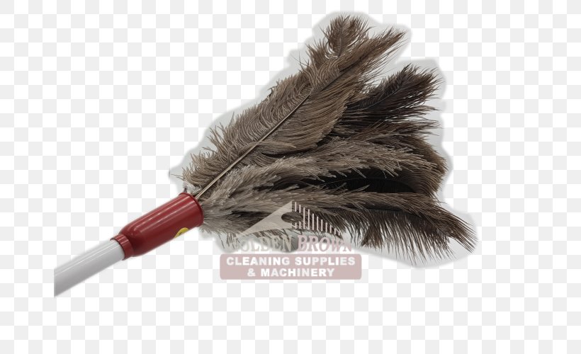 Feather Duster Cleaning Common Ostrich Mop, PNG, 667x500px, Feather, Cleaning, Common Ostrich, Dust, Electrostatics Download Free