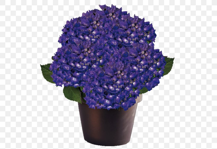 Hydrangea Blue Garden Centre Plant Cut Flowers, PNG, 563x563px, Hydrangea, Blue, Cobalt Blue, Cornales, Cut Flowers Download Free