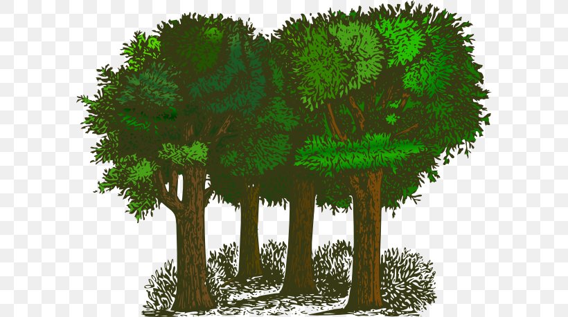 Tree Shrub Free Content Clip Art, PNG, 600x459px, Tree, Biome, Blog, Branch, Fir Download Free