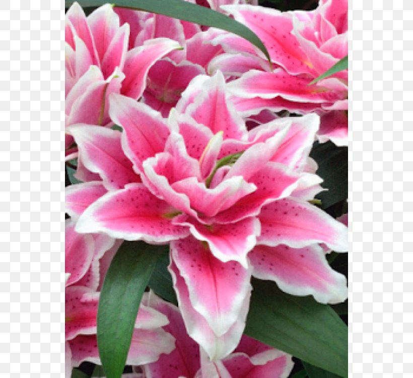 Yurine Lilium Bulb Cut Flowers Garden, PNG, 750x750px, Yurine, Amaryllis, Annual Plant, Azalea, Bulb Download Free