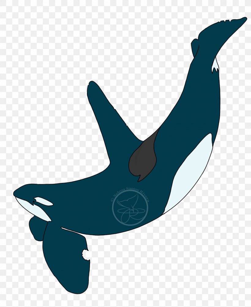 Common Bottlenose Dolphin Killer Whale Clip Art Marine Biology, PNG, 1920x2347px, Common Bottlenose Dolphin, Beak, Biology, Bird, Bottlenose Dolphin Download Free