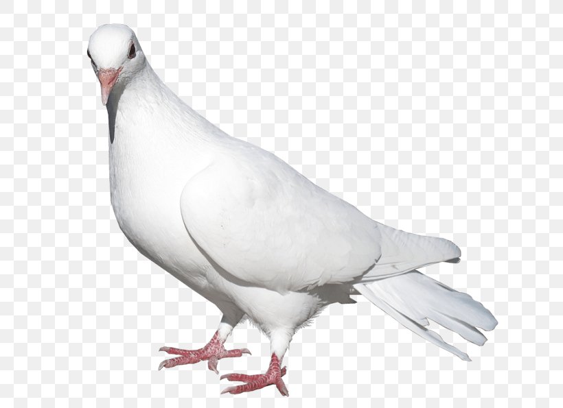 Domestic Pigeon Columbidae Bird Release Dove, PNG, 689x595px, Domestic Pigeon, Beak, Bird, Chicken, Columbidae Download Free