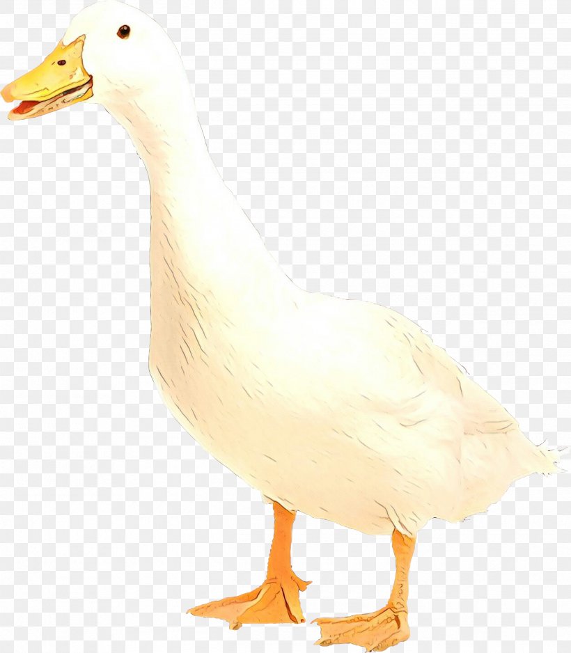 Duck Goose Mulard Fauna Beak, PNG, 2535x2901px, Duck, Beak, Bird, Chicken As Food, Ducks Geese And Swans Download Free