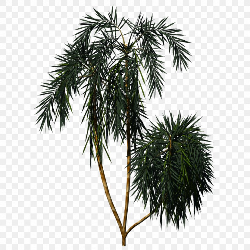 Asian Palmyra Palm Image Vascular Plant Plants Pine, PNG, 900x900px, Asian Palmyra Palm, Arecales, Borassus, Borassus Flabellifer, Branch Download Free